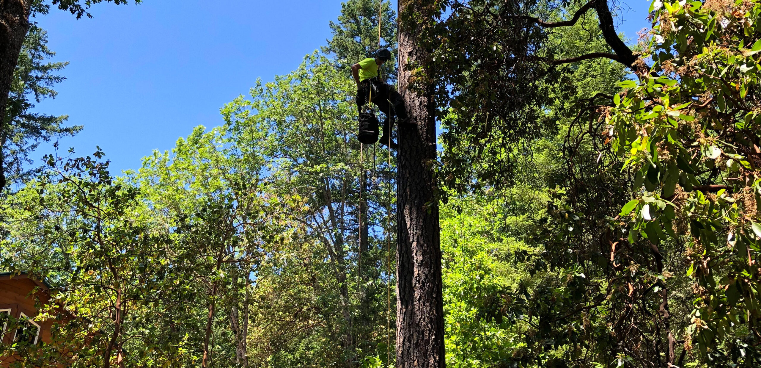 wireless internet tree installation process