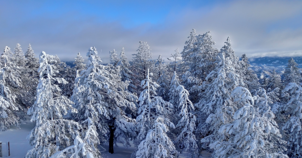 winter forest scene header for top ten winter devices blog
