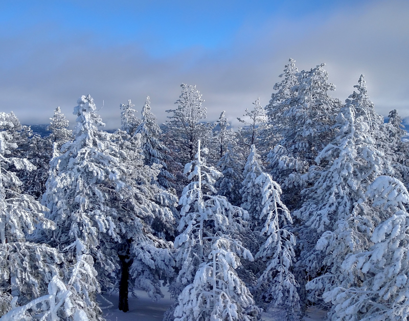 winter forest scene header for top ten winter devices blog