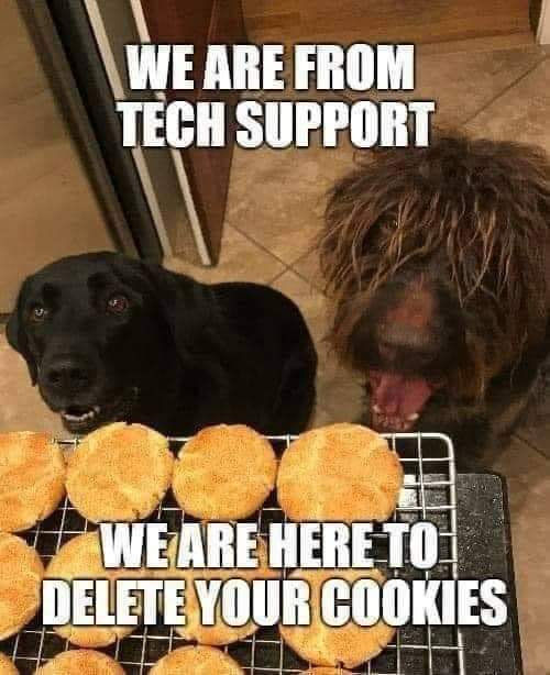 meme of dogs begging for http cookies